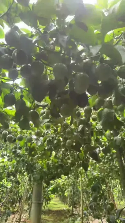 果量这么多，个头大的百香果怎么种！#种百香果 #黄金百香果种植技术