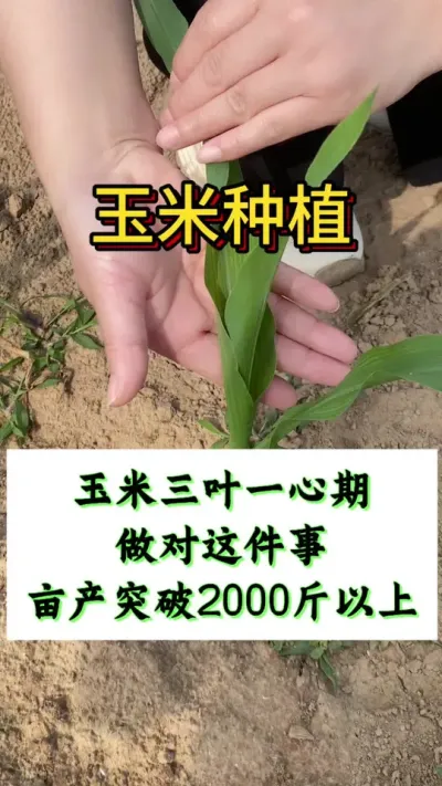 玉米三叶一心期做对这件事亩产2000斤以上#玉米种植#玉米管理#玉米高产