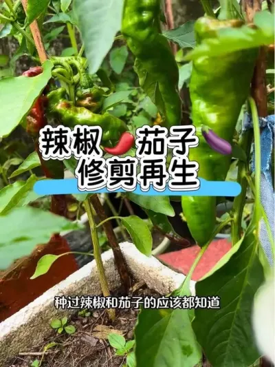 我就说抖音能学到真东西吧！南方地区甚至能把辣椒和茄子养成树，年年结果！#阳台种植 #辣椒修剪 #茄子 #施肥 #种植小技巧