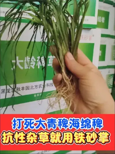 【铁砂掌】稗草马唐的终结者 稻田抗性杂草，三叶后用铁砂掌，不用回水打死抗性杂草#水稻 #水稻种植 #水稻除草剂 #水稻除草 #农资肥料