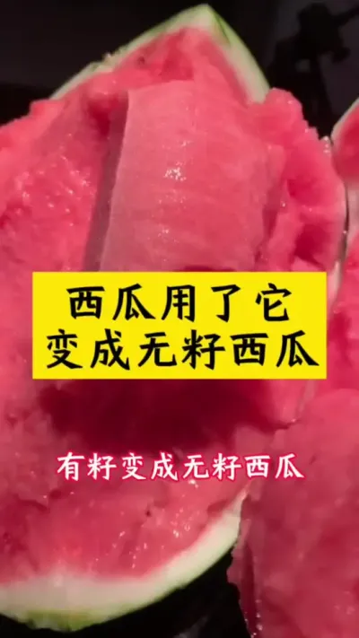 西瓜用了它，有籽变成无籽西瓜#西瓜种植 #西瓜种植技术 #种西瓜#大棚西瓜#瓜苗种植