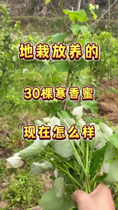 去年丢地里的30棵寒香蜜，现在怎么样了？真的适应性超强的葡萄#寒香蜜 #葡萄 #春天的色彩 #内容启发搜索