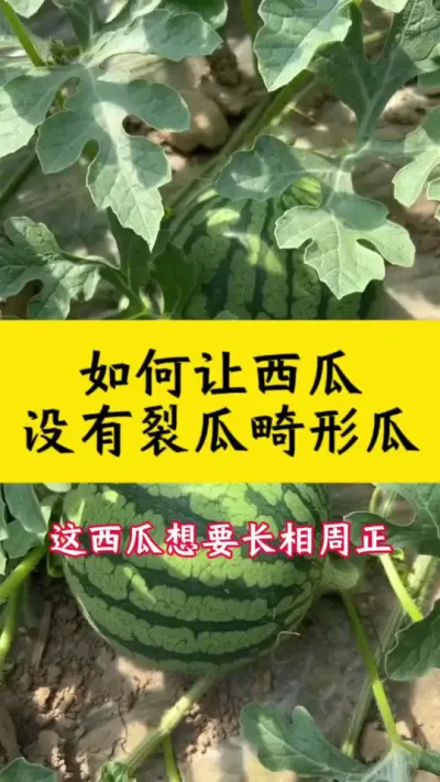 西瓜又大又圆没有裂瓜畸形瓜的小秘诀#大棚西瓜 #西瓜管理 #西瓜种植技术