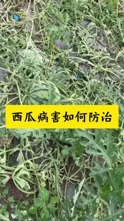 #西瓜种植 #种西瓜#西瓜病害 #西瓜种植技术