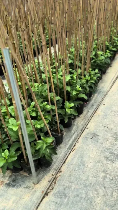 果友们做大杯苗的时候，一定要把杯子做大，把根系养足，高度可以不那么重要！#种百香果 #钦蜜9号百香果 #种苗培育 #抖音新农人 #技术分享