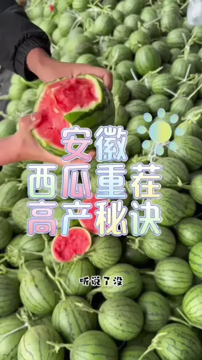 #西瓜种植 #土壤改良 #病虫害防治 #增产增收才是硬道理