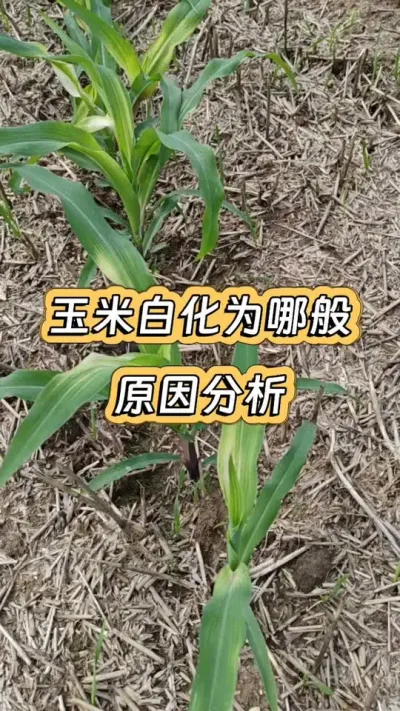 #除草剂药害？ #缺素症#玉米白化