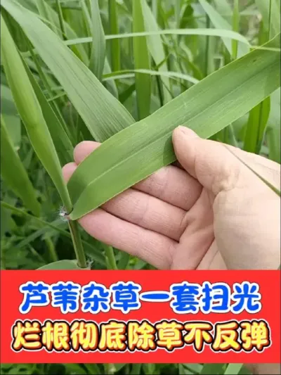 灭生烂根彻底除草剂就用好农手组合 内吸传导烂根彻底，不伤土壤放心种植#除草剂 #除草 #农资肥料 #农业种植 #除草烂根渗透力强一次解决