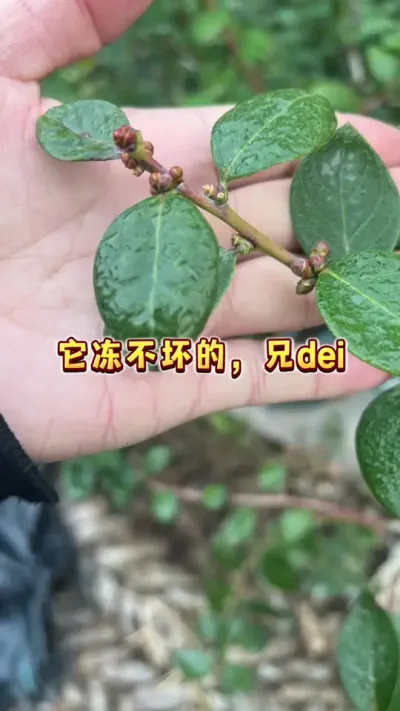 一降温就怕冻坏？稳住，蓝莓花芽没那么脆弱#盆栽蓝莓 #蓝莓种植 #家庭种植 #盆栽果树 #蓝莓