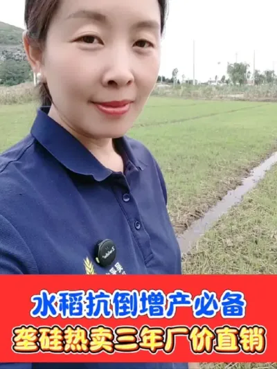 水稻增产抗倒必备垄硅 厂价直销，水稻高产必备，五块一斤垄硅，一袋一到2亩地#硅肥 #水稻种植 #垄硅 #水稻高产技术 #农资肥料