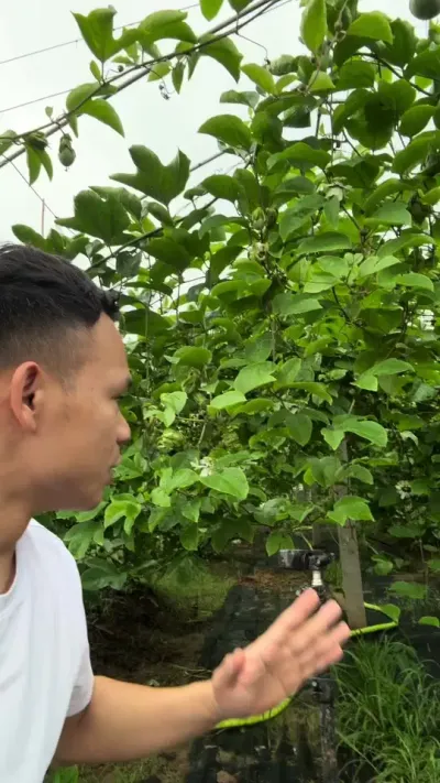 百香果开花挂果期间怎么操作管理种植#百香果种植 #种百香果