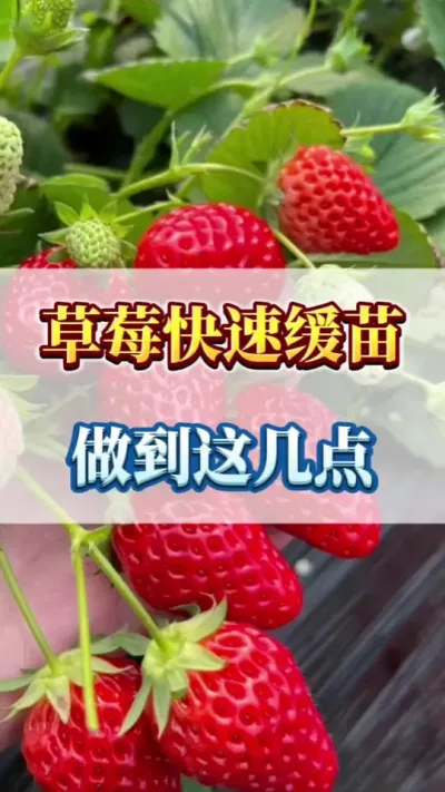 草莓快速缓苗，做到这几点 #病害防治 #草莓管理 #优质农产品