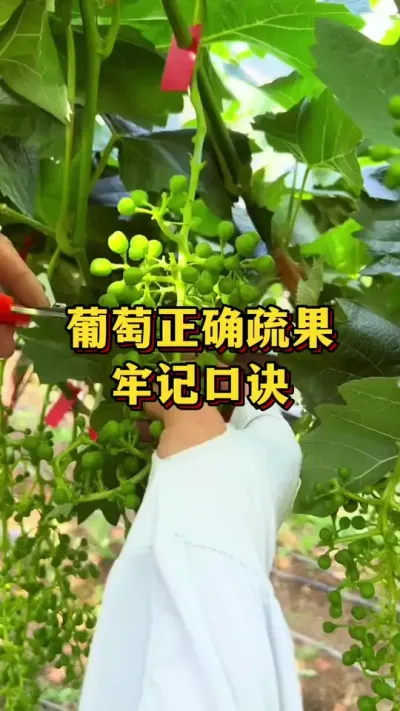 葡萄正确疏果，牢记口诀#优质农产品 #农业种植 #果树种植