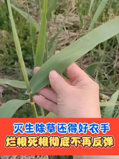 灭生除草彻底还是数好农手组合 好农手组合除草彻底烂根，死叶烂根不反弹，不影响下茬种植#灭生除草剂 #除草剂 #除草 #农资肥料 #农业种植