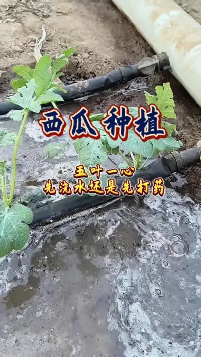 #农业种植小技巧 #西瓜种植 #增产增收 西瓜苗长到五叶一心的时候先浇水还是先打药
