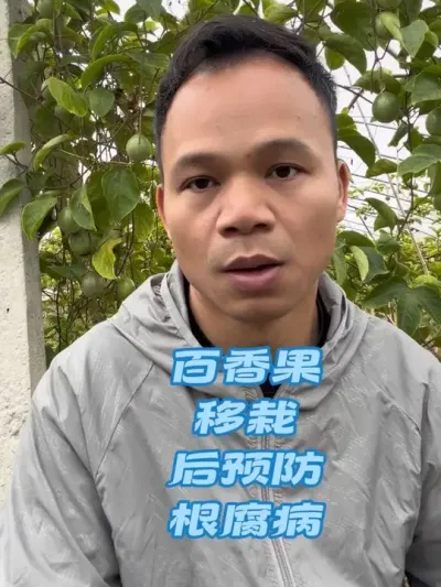 百香果苗木下种移栽最怕的是根腐病#百香果种植 #百香果种植技术 #百香果移栽 #百香果根腐病 #根腐病