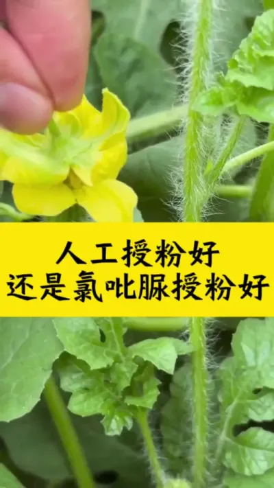 种西瓜，人工授粉好还是氯吡脲授粉好#西瓜种植 #西瓜种植技术#种西瓜