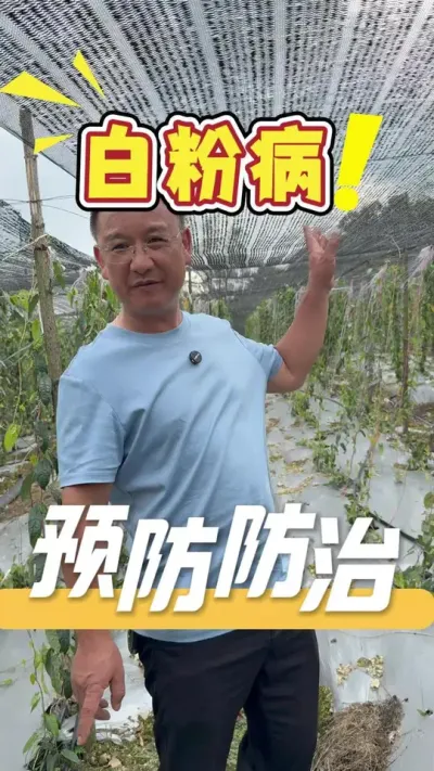 白粉病会导致叶片黄化、畸形、早衰、脱落，严重影响植株的生长和发育。想要栽好金果榄，预防和防治白粉病很重要。#农业技术推广#三农#白粉病