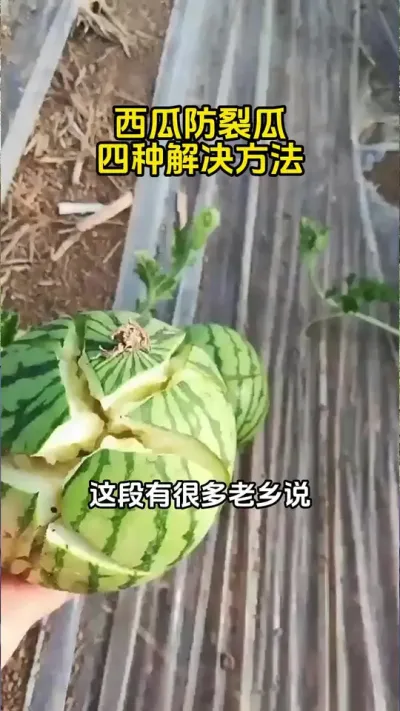 #西瓜管理 #西瓜炸瓜#西瓜种植#西瓜高产#西瓜种植技术