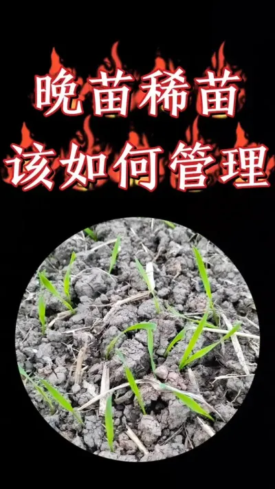 晚播稀苗小麦及时早促生长，抢抓有效亩穗数，提高成穗率#小麦 #农资肥料 #小麦种植 #小麦高产技术 #三农种植