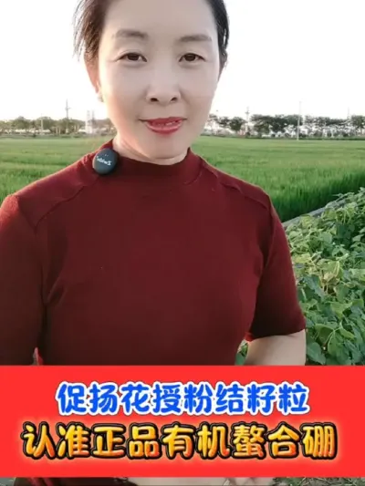 水稻孕穗期抗高温，促进扬花授粉必须补充有机螯合硼 正品有机螯合硼，一瓶十亩地便宜实用#有机螯合硼 #水稻种植 #水稻 #水稻高产技术 #农资肥料