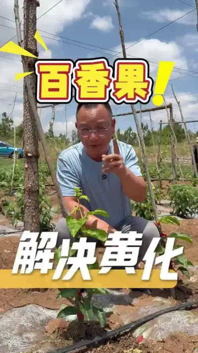 百香果的&ldquo;黄化茏头&rdquo;不是病，但没有好的解决方案是会要命的。想要解决黄化问题，发哥有妙招，评论区留言或私信咨询为您解答#百香果#农业技术推广#农业种植#三农