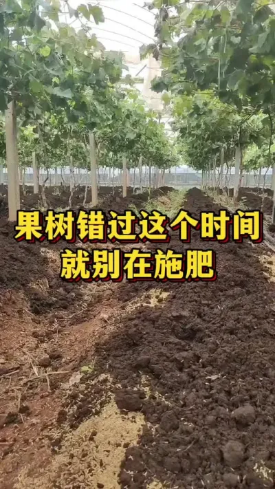 果树错过这个时间，就别在施肥#优质农产品 #农业种植 #葡萄种植