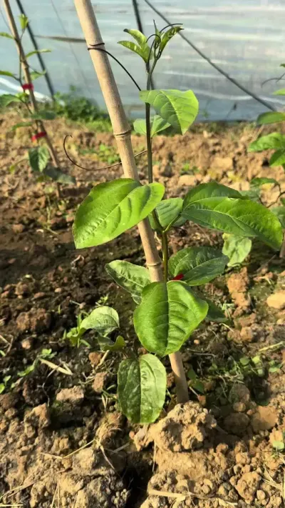 百香果苗期避免僵苗的2个操作#种植技术 #技术分享 #农业技术推广 #果园管理 #三农服务