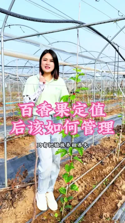 百香果苗期我们如何管理呢？一个视频告诉你，记得点赞收藏起来！#乡村守护人 #三农 #我的农村生活 #抖音助农 #百香果@抖音小助手 @DOU+小助手