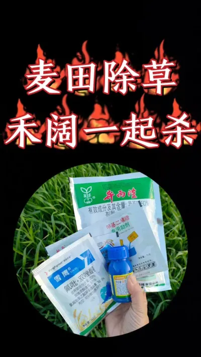 小麦田禾阔双除，菵草硬草阔叶草一套防除，省工省事效果好#农资肥料 #三农种植 #小麦 #除草剂 #小麦种植