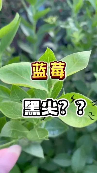 蓝莓枝条黑尖尖？？？来gong一下关于黑尖的事情。#盆栽蓝莓 #楼顶果园 #果树盆栽 #种植小技巧 #农业种植