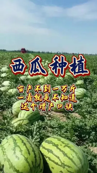 #西瓜种植 #增产增收才是硬道理 #农业技术推广 #瓜农不容易 #瓜农