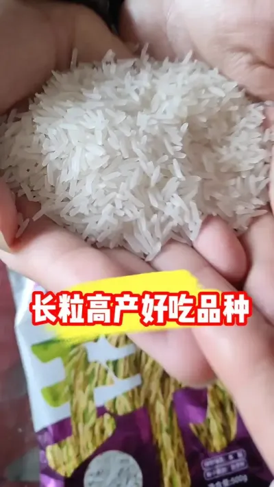 高产好吃籼型杂交水稻玮两优8549#杂交水稻 #杂交稻 #玮两优8549 #水稻品种 #农资肥料