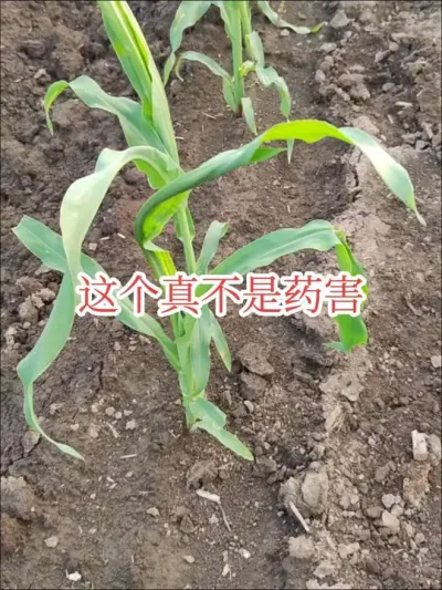 #来抖音学农技 #玉米卷叶 #2025新农人计划 我说的这个真是玉米快速生长综合症。他和2.4D，2甲4氯的药害不一样。