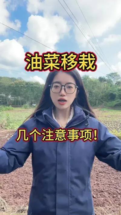 油菜移栽的几个移栽注意事项！#三农 #油菜种植