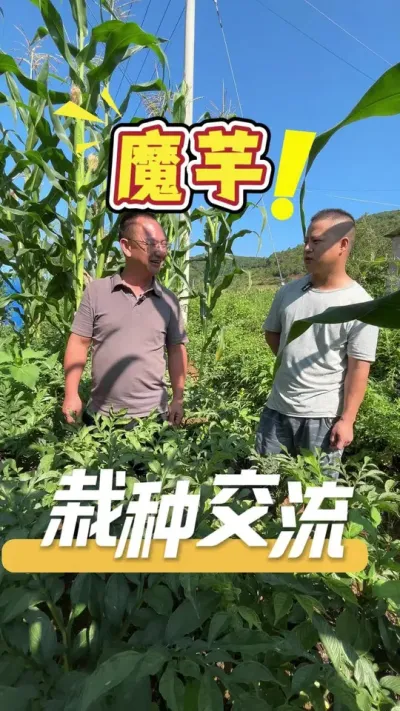 和老板一起交流魔芋种植心得。#魔芋#魔芋种植技术#农业种植#农业技术推广
