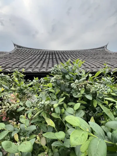 春天的馈赠，你接住了吗？#盆栽蓝莓 #楼顶果园 #大数据把我推给爱吃蓝莓的人 #内容启发搜索