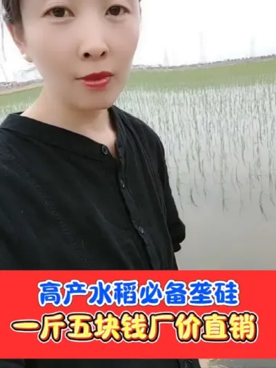 高产水稻必备垄硅，五块钱一斤厂价直销 水稻返青分蘖期撒施垄硅，一袋可用1至2亩地，抗倒增产必备#垄硅 #硅肥 #农资肥料 #高产水稻 #水稻种植