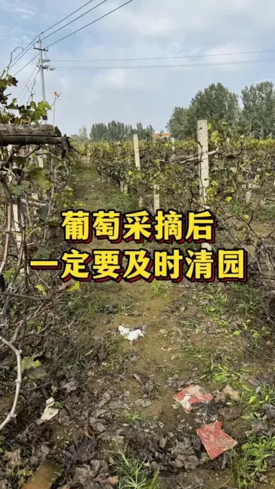 葡萄采收后，一定要及时清园#葡萄种植