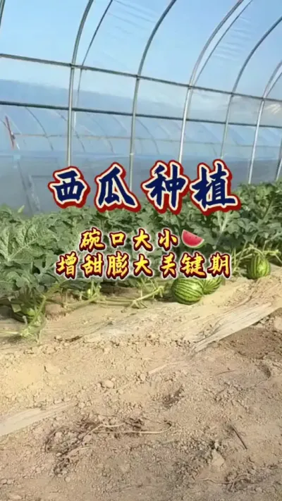 #西瓜种植 #增产增收才是硬道理 #生根壮苗 #膨大增甜