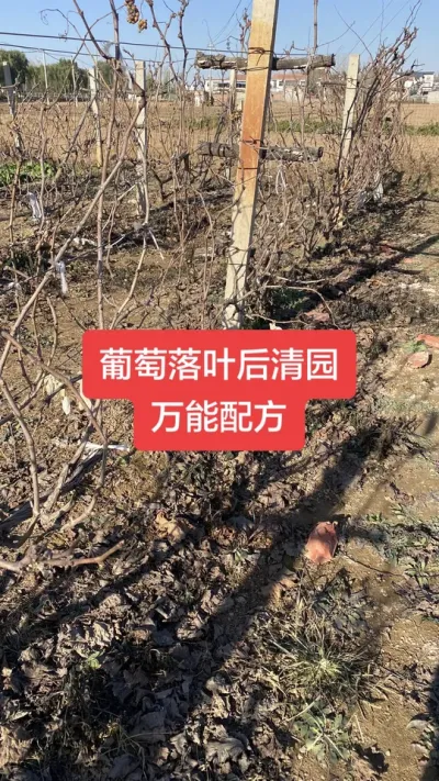 葡萄落叶后清园万能配方。冬季清园首选#葡萄清园#葡萄种植#葡萄病害