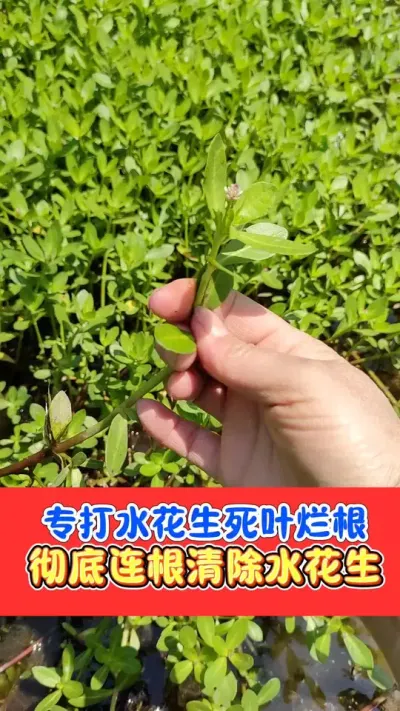 水花生烂根彻底不反弹组合 打死水花生，死叶烂根烂结死光光#水花生专杀套餐 #水花生 #水花生怎么除 #除草剂 #农资肥料