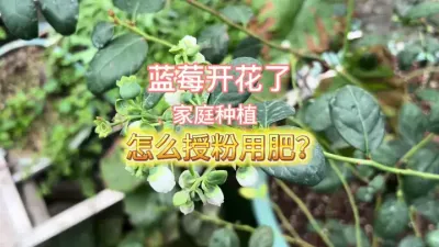家庭种植蓝莓，南方的已经要开花坐果了，怎么用肥和授粉呢？我是这么玩的#蓝莓 #盆栽果树 #楼顶果园 #记录我的种植生活