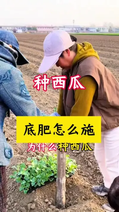 #西瓜种植 #种西瓜 #西瓜种植技术#西瓜底肥