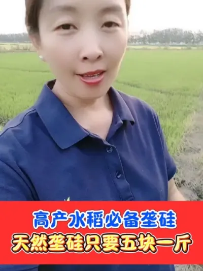 高产水稻必备垄硅厂价直销 一斤只要五块钱，在返青分蘖期撒施#水稻种植 #水稻高产 #垄硅 #农资肥料 #农业种植