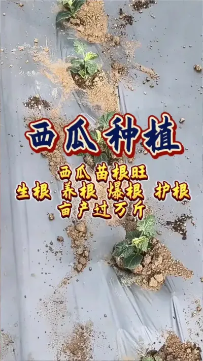 #西瓜种植 #增产增收才是硬道理 #西瓜管理 #生根