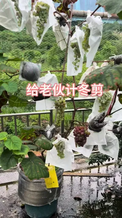 给老伙计冬剪，直立盆栽第二年结果的冬剪。#楼顶果园 #盆栽葡萄 #记录我的种植生活 #寒香蜜