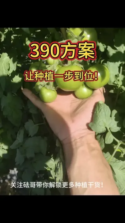 390方案让种植一步到位#三农#农资#农业技术推广#农业法哥