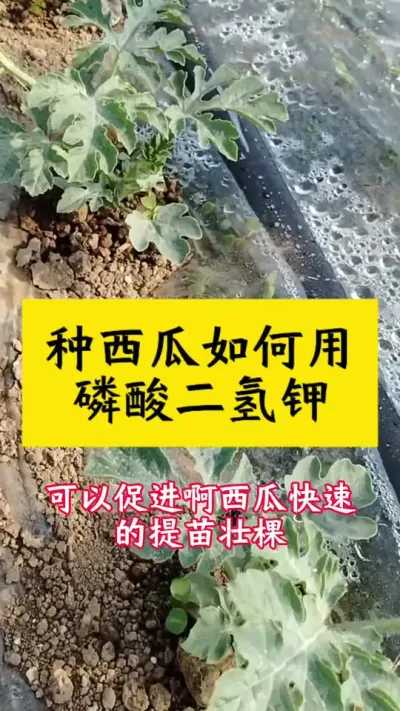 种西瓜如何高效使用磷酸二氢钾#种西瓜 #西瓜种植 #大棚西瓜 #西瓜种植技术 #西瓜