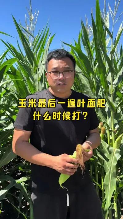 玉米最后一遍叶面肥 #玉米高产种植技术 #抖音新农人 #玉米增产技术